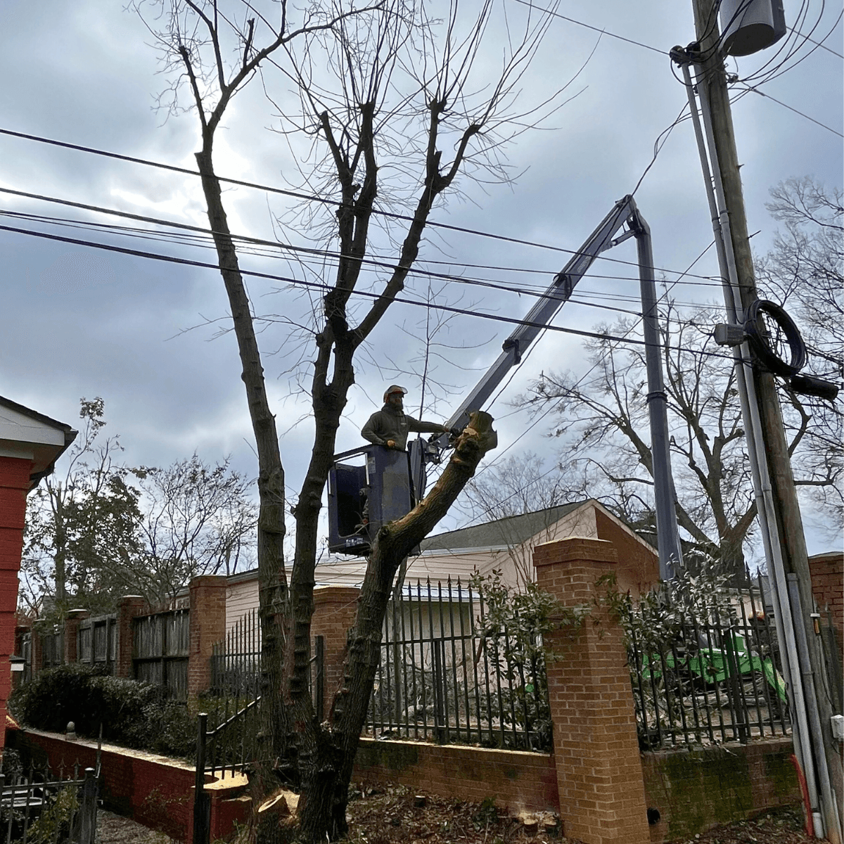 Tree Service in Harris County GA