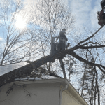 Emergency Tree Service & Storm Damage Repair