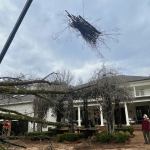 How to Protect Your Trees from Storms in Columbus GA