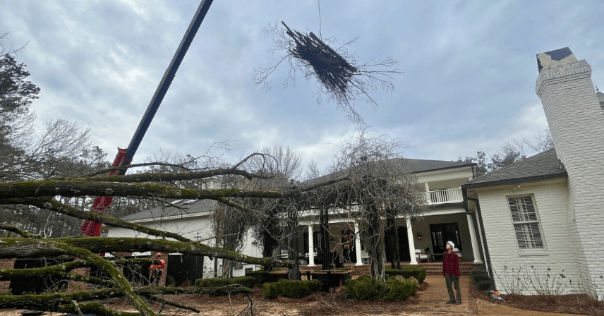 How to Protect Your Trees from Storms in Columbus GA
