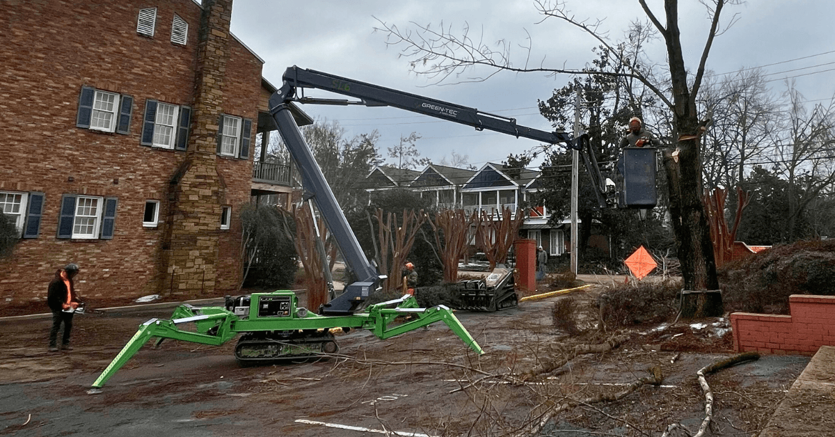 Timbr Wolf Tree Service pruning tree branches in Auburn AL