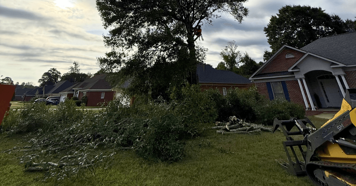 Tree trimming service in Lee County Alabama improving canopy shape