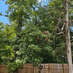 Yellowing Tree Leaves in Lee County, AL: Is it Drought or Disease?