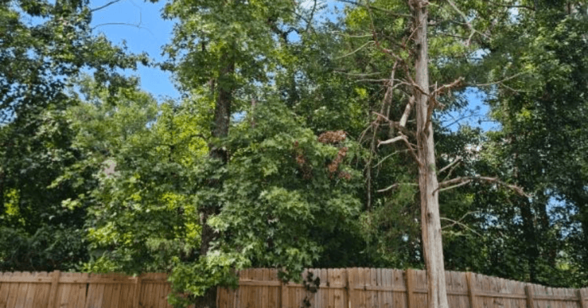 Yellowing Tree Leaves in Lee County, AL: Is it Drought or Disease?