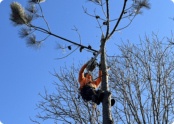 About Timber Wolf Tree Service