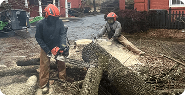 tree removal