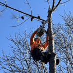 tree trimming