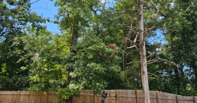 Yellowing Tree Leaves in Lee County, AL: Is it Drought or Disease?