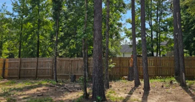 Save Your Trees: A Guide to Pine Beetle Infestation and Control