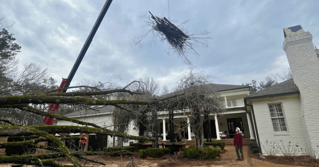 Storm Prep 101: How to Prepare Your Trees for Lee County’s Windy Season
