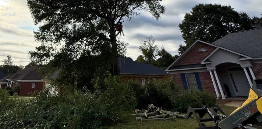 shrub removal