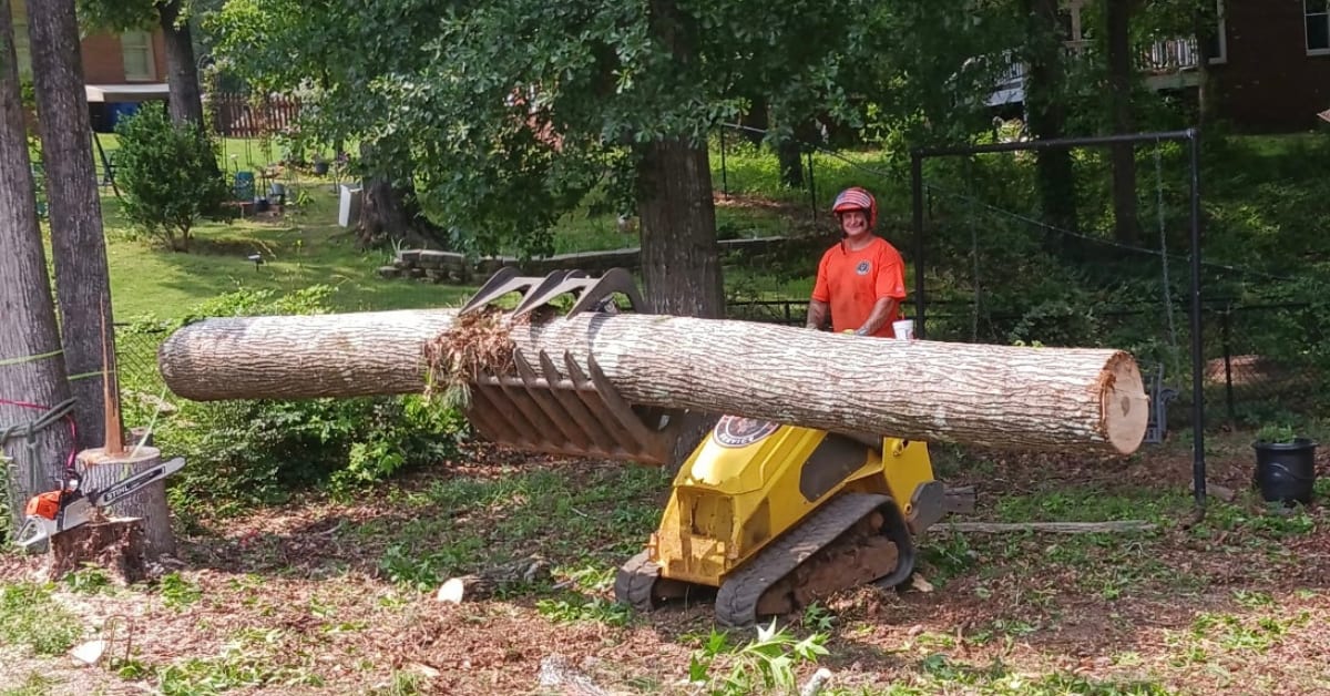 Timbr Wolf Tree Service removing large tree near home in Auburn AL
