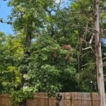 Yellowing Tree Leaves in Lee County, AL: Is it Drought or Disease?