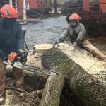 tree removal
