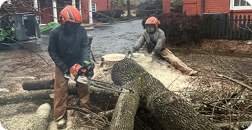 tree removal