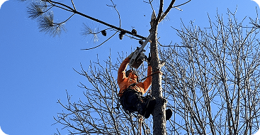 tree trimming